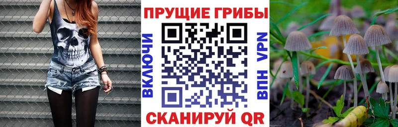 Псилоцибиновые грибы Cubensis  Купить закладки  Павловский Посад 